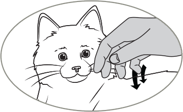 Cat Cat